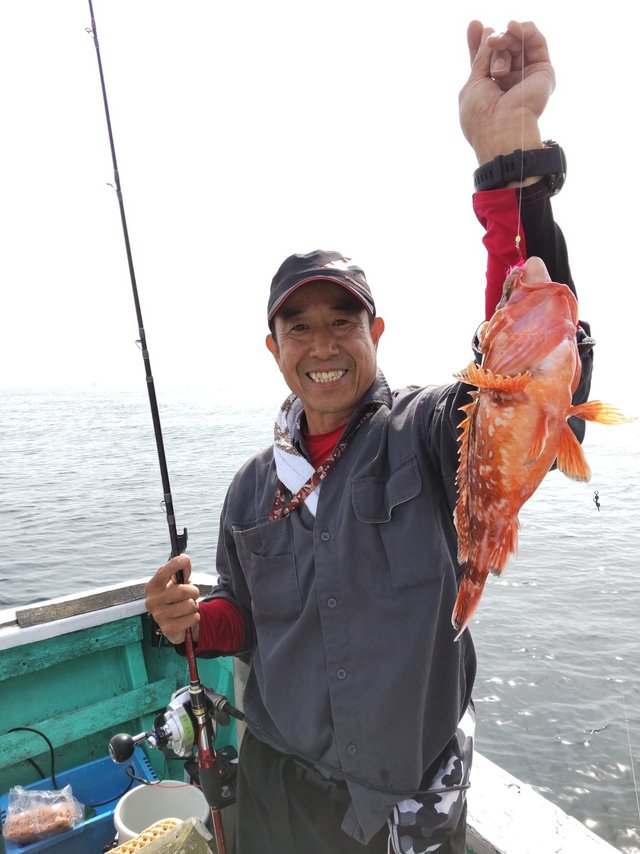 ガシラ(カサゴ)