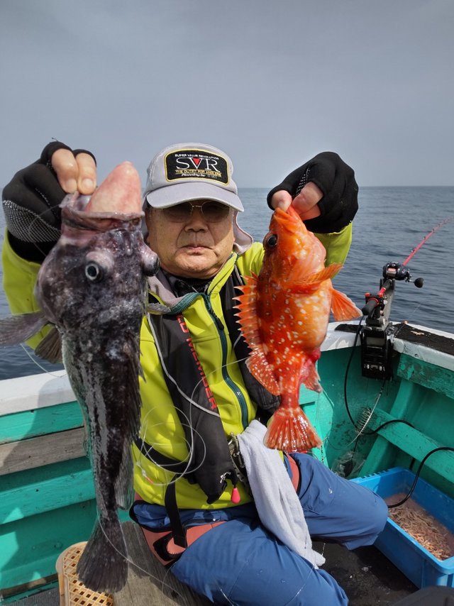 ソイ(クロソイ)・ガシラ(カサゴ)