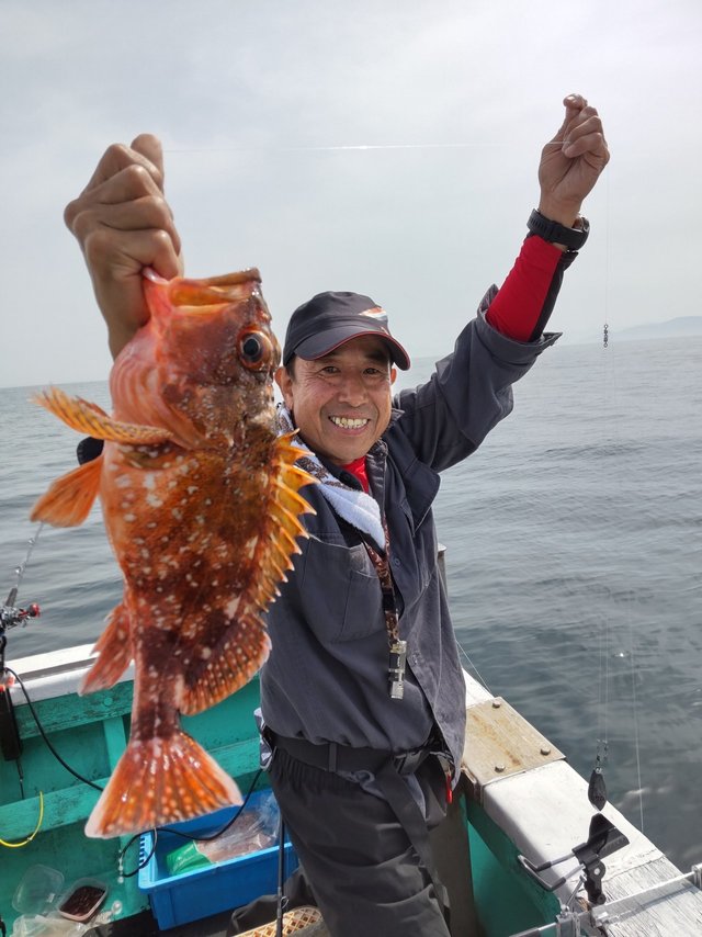 ガシラ(カサゴ)