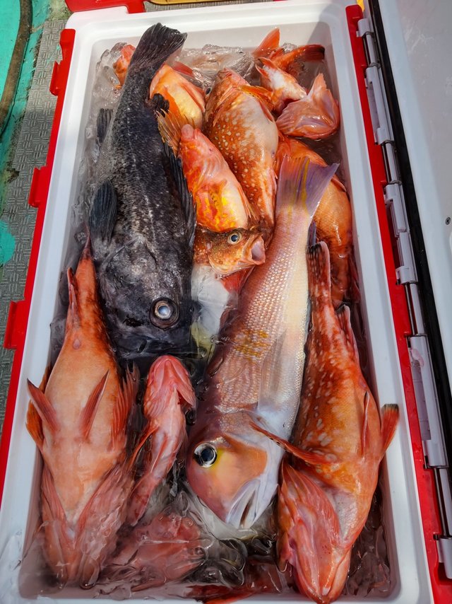 レンコ(キダイ)・チダイ・アマダイ(アカアマダイ)・ソイ(クロソイ)・ガシラ(カサゴ)