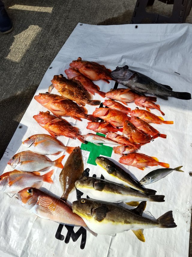 レンコ(キダイ)・チダイ・アマダイ(アカアマダイ)・ソイ(クロソイ)・ガシラ(カサゴ)