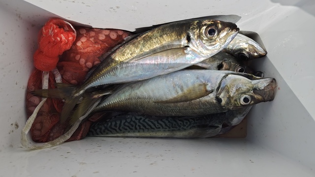 アジ(マアジ)・マダコ