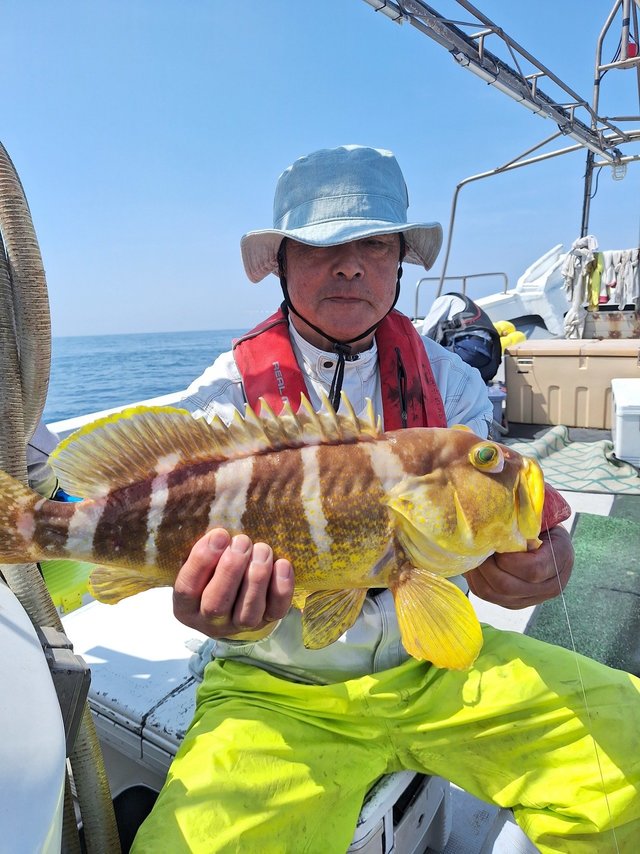 アオナ(アオハタ)