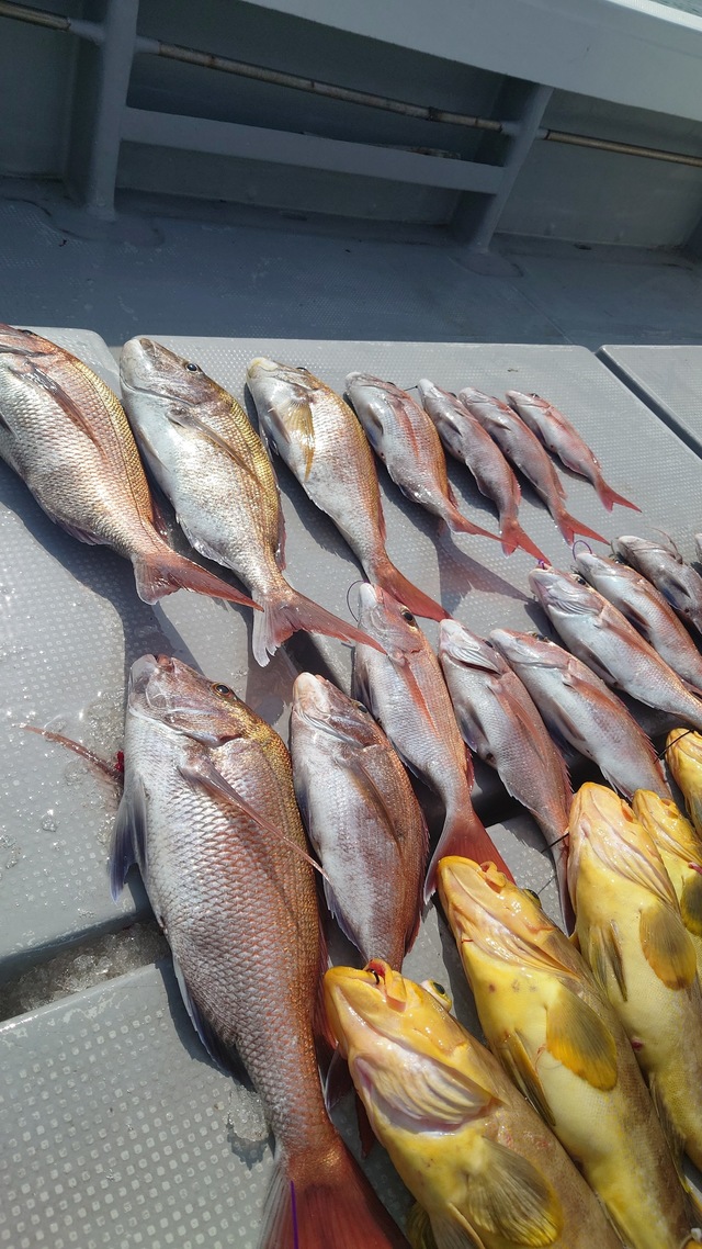 マダイ・アオナ(アオハタ)