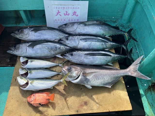 ビンチョウマグロ(ビンナガ)