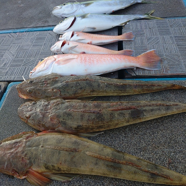 シロアマダイ・マゴチ