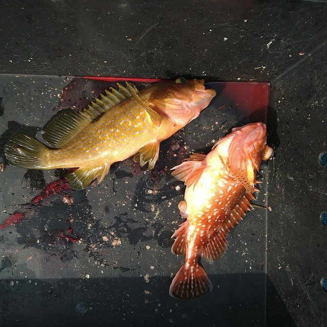 アコウ(キジハタ)・ガシラ(カサゴ)