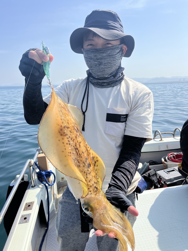 イカ(アオリイカ)