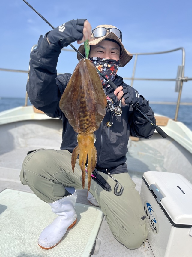 イカ(アオリイカ)