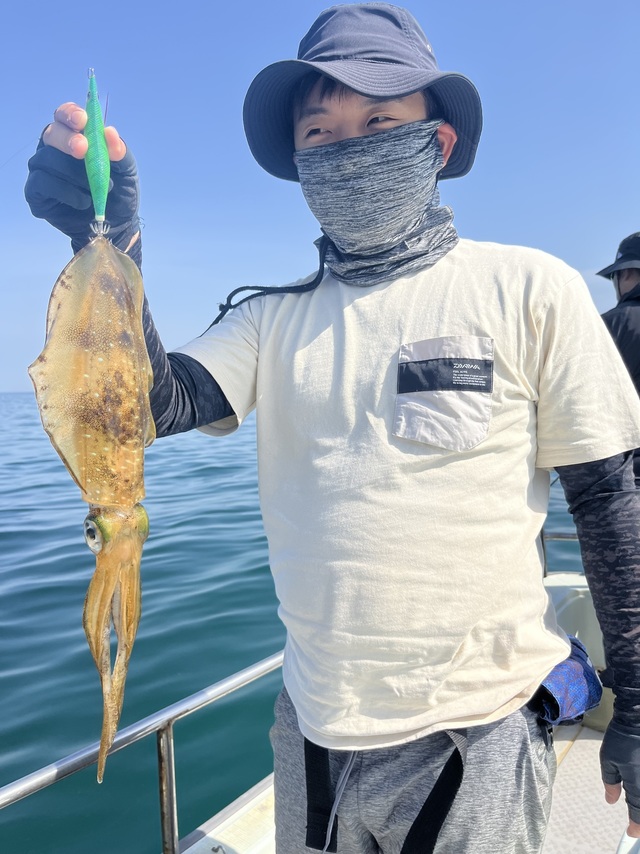 イカ(アオリイカ)