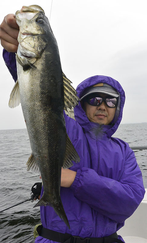 シーバス(スズキ)