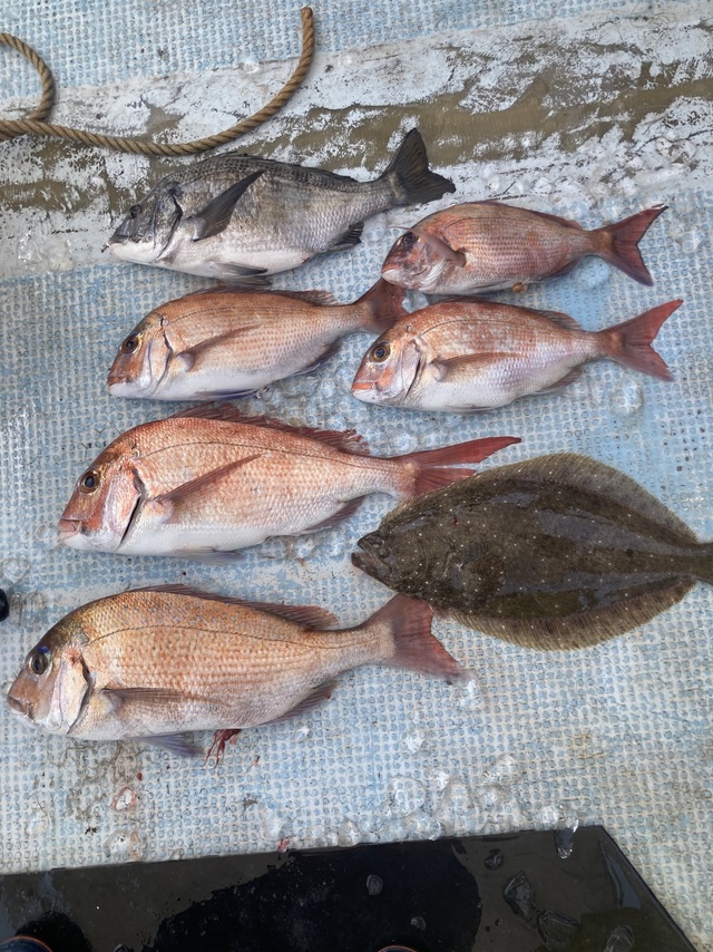 マダイ・ヒラメ