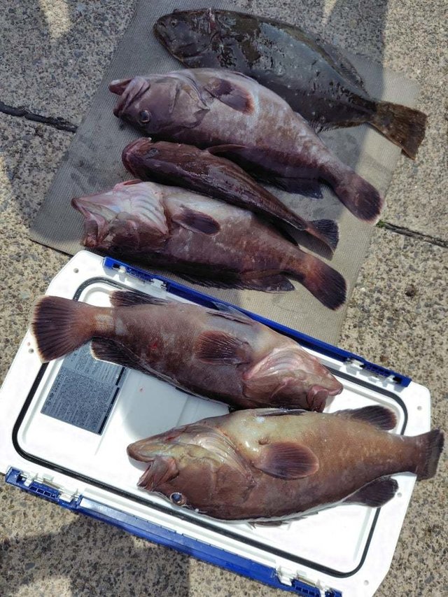 ヒラメ・ハタ(マハタ)