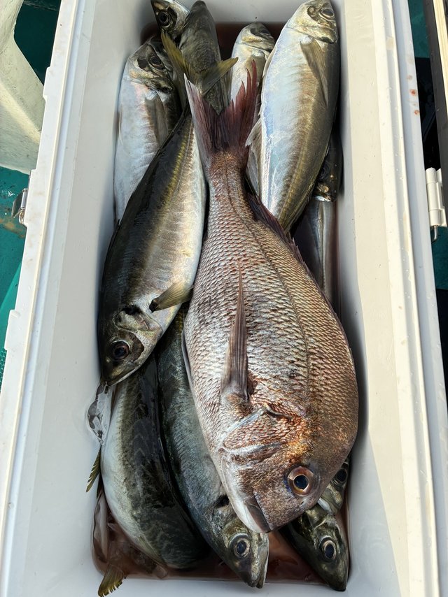 マダイ・マアジ