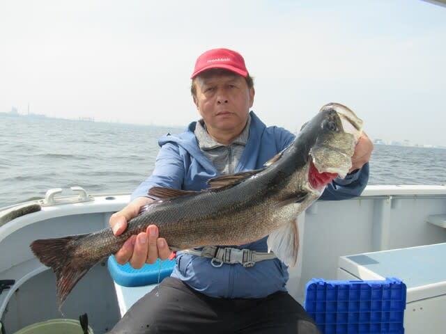 シーバス(スズキ)