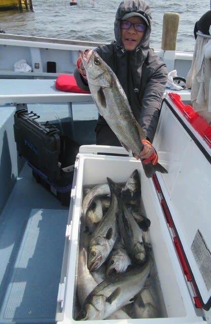 シーバス(スズキ)