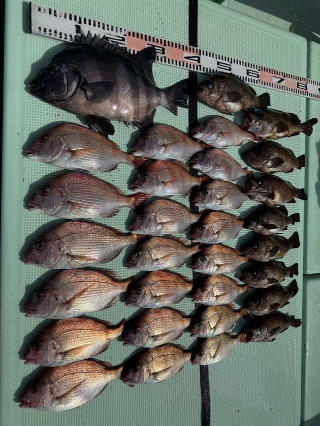 マダイ・イシダイ・メバル