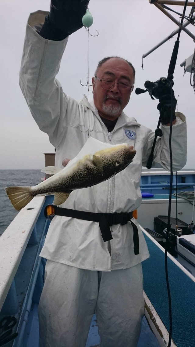 ショウサイフグ