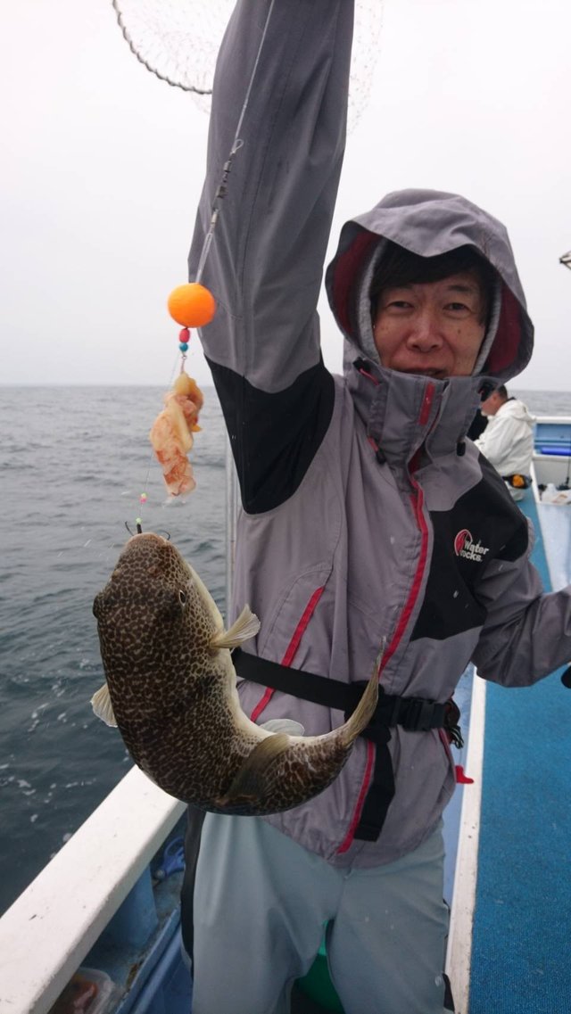 ショウサイフグ