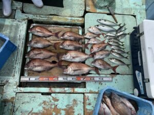 マダイ・チダイ・マアジ・マサバ