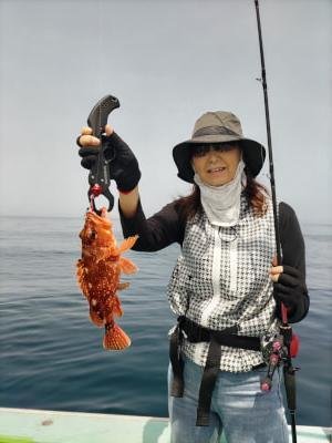 ガシラ(カサゴ)