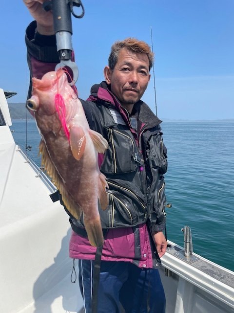 アコウ(キジハタ)