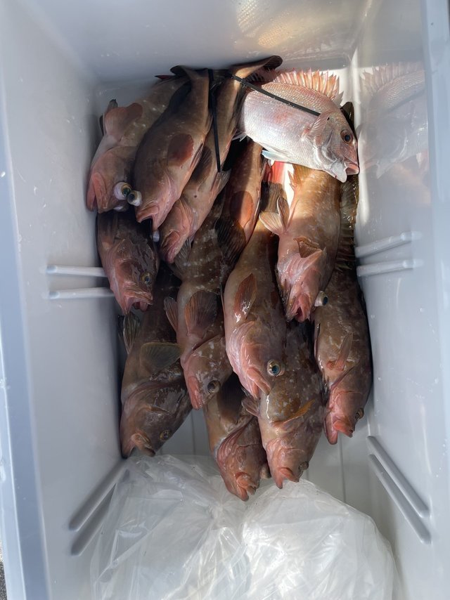 マダイ・アコウ(キジハタ)