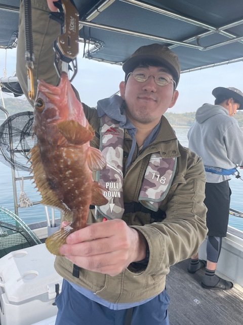 アコウ(キジハタ)