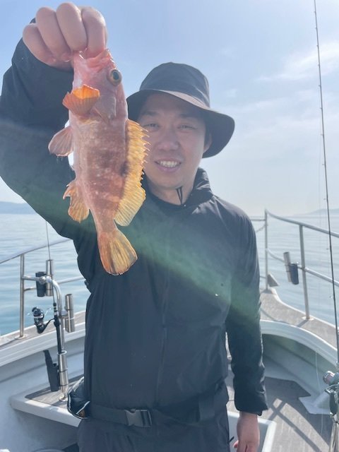 アコウ(キジハタ)