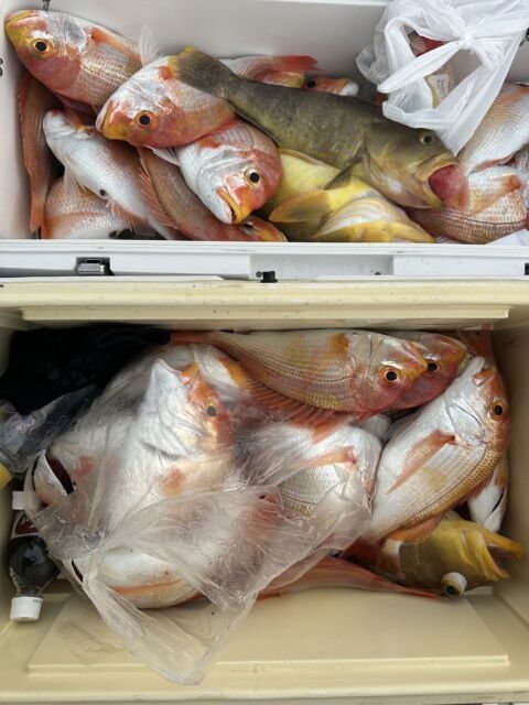 マダイ・アオハタ