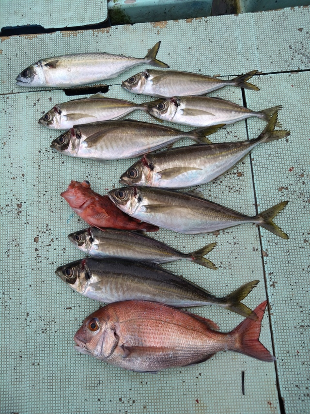 タイ(マダイ)・アジ(マアジ)・サバ(マサバ)