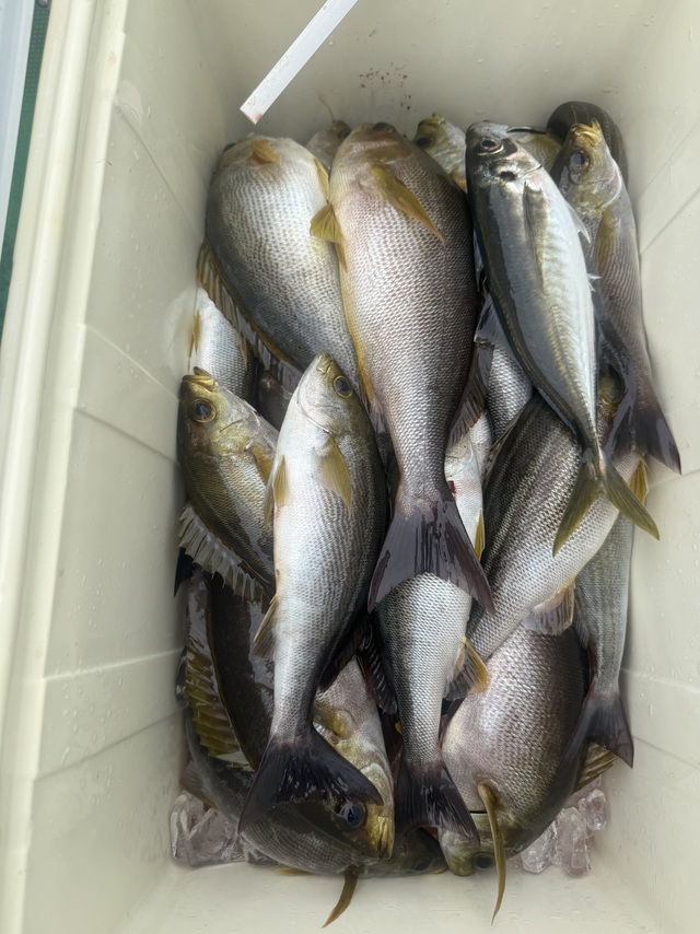 イサギ(イサキ)