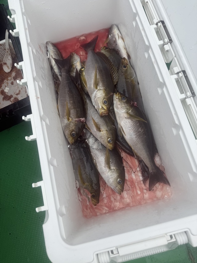 イサギ(イサキ)