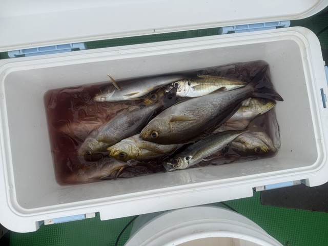 イサギ(イサキ)