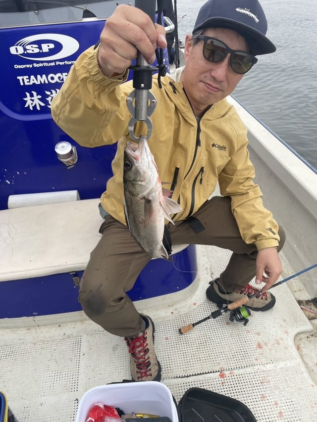 シーバス(スズキ)