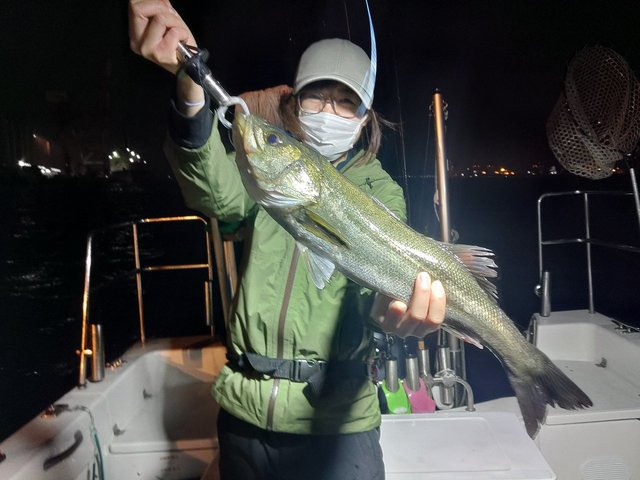 シーバス(スズキ)