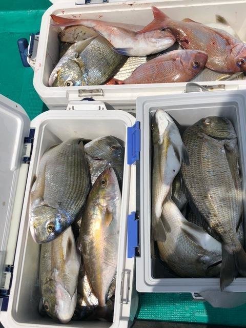 マダイ・シオ(カンパチ)・シロダイ