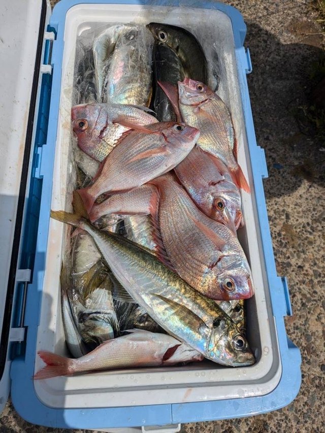 ハナダイ(チダイ)・アジ(マアジ)