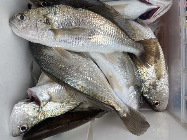 イシモチ(シログチ)