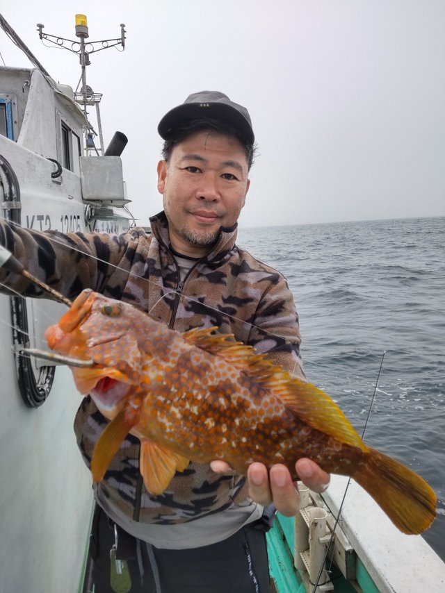 アコウ(キジハタ)