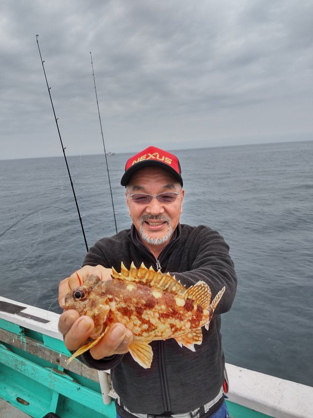 アコウ(キジハタ)