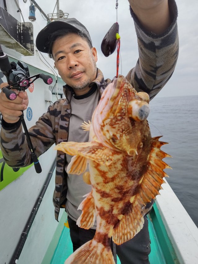 アコウ(キジハタ)