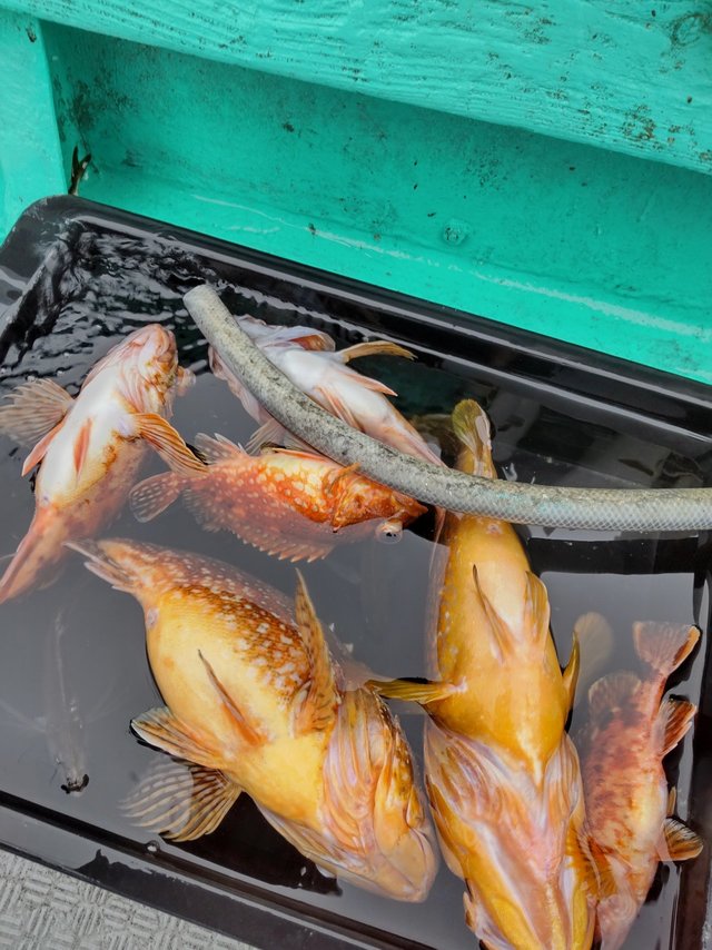 アコウ(キジハタ)