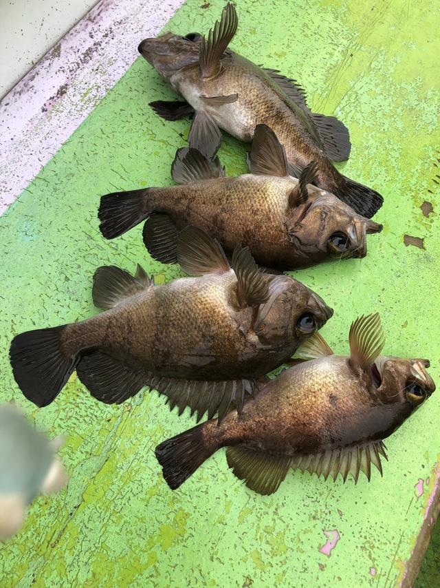 クロメバル(メバル)