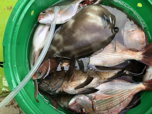 ハナダイ(チダイ)・クロメバル(メバル)