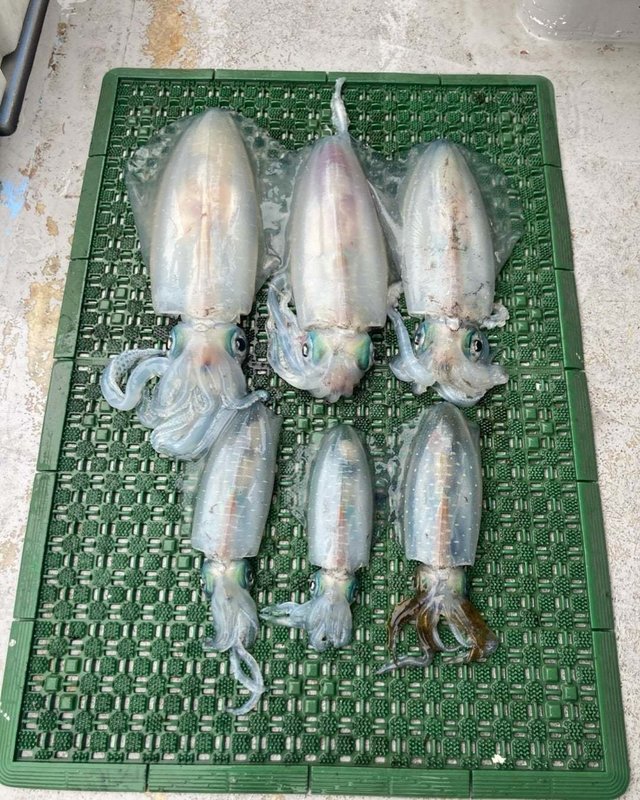 イカ(アオリイカ)