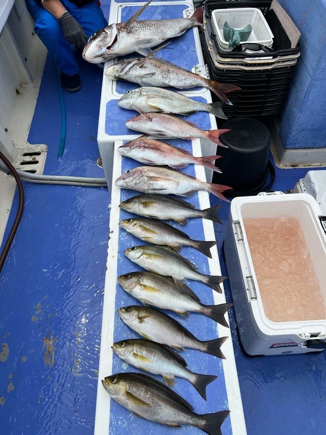 マダイ・ヘダイ・イサキ