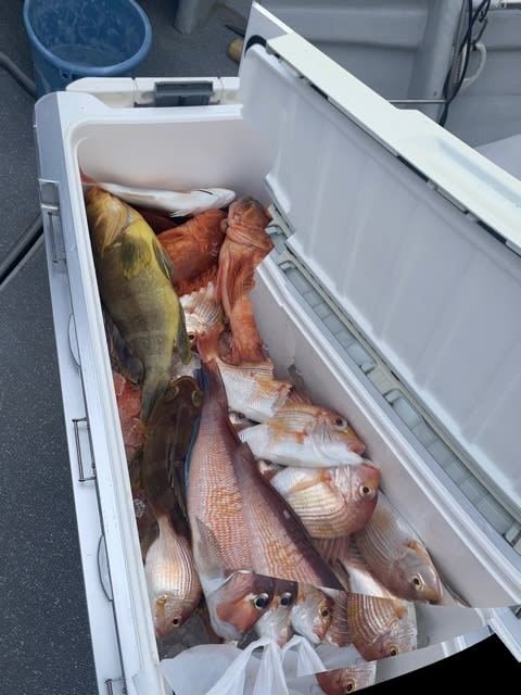 レンコ(キダイ)・アオナ(アオハタ)・アマダイ(アカアマダイ)・アラカブ(カサゴ)