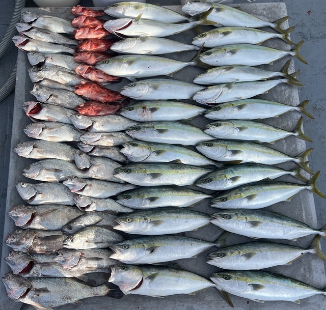 ハマチ(ブリ)・ウッカリカサゴ・クログチ