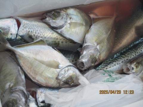 カイワリ・サバ(ゴマサバ)